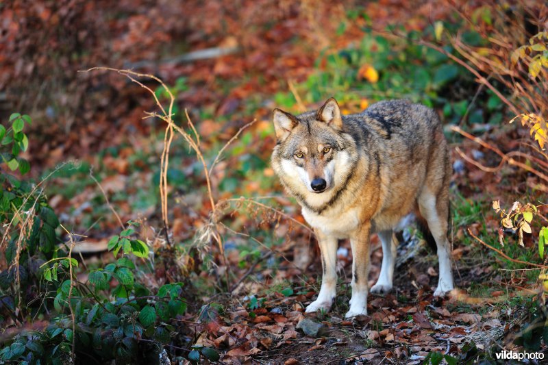 Wolf