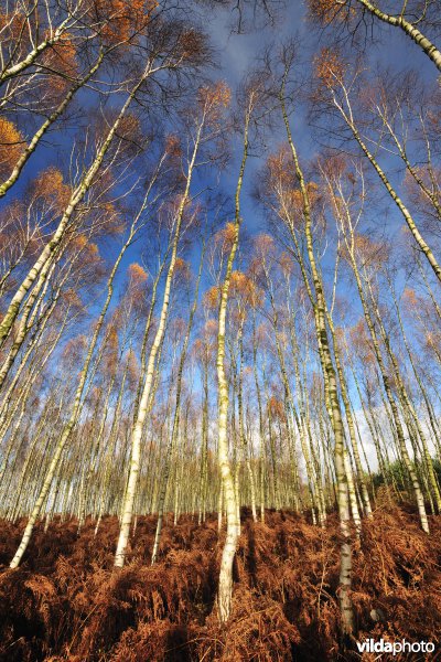 Berkenbos in Polen