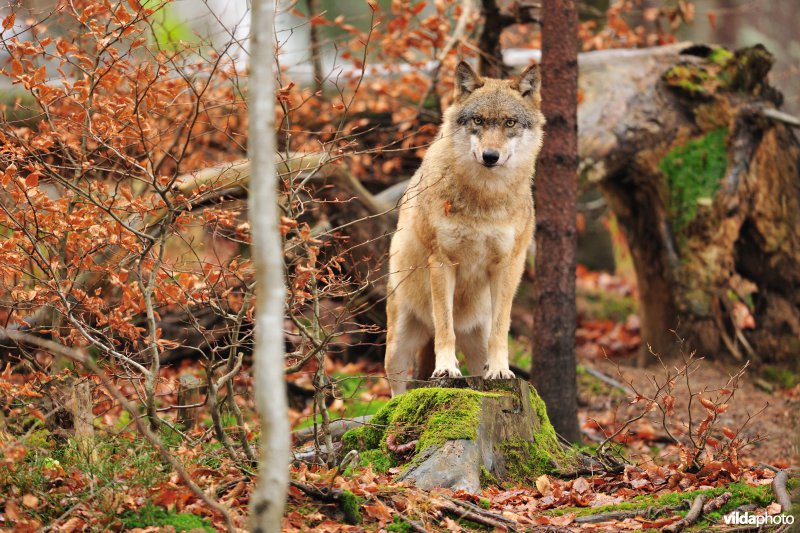 Wolf