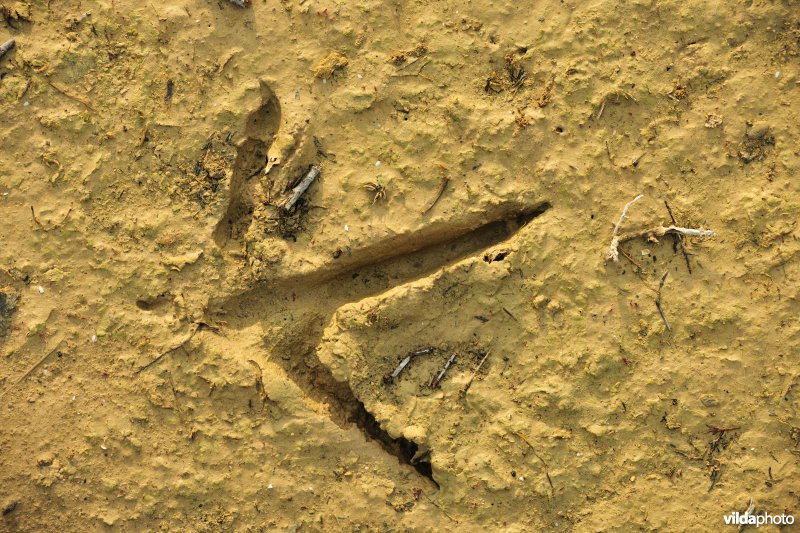 Pootafdruk van Kraanvogel