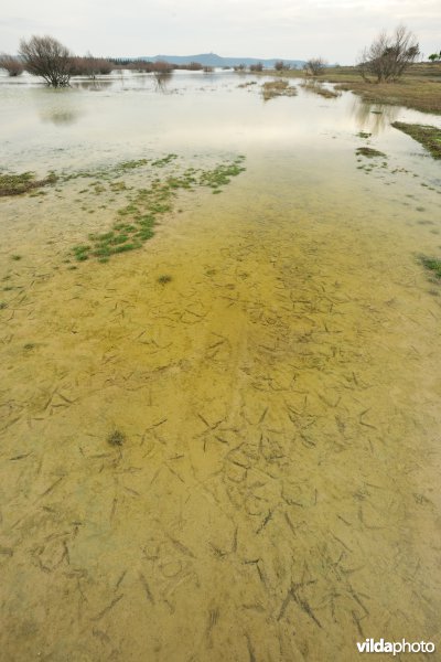 Pootafdruk van Kraanvogel