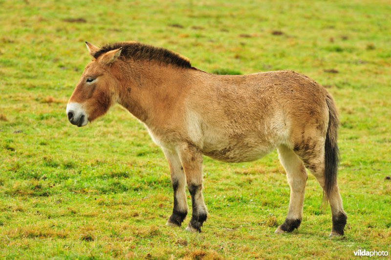 Przewalski-paard