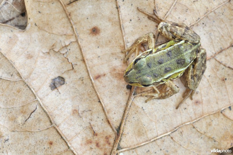 Groen kikkertje