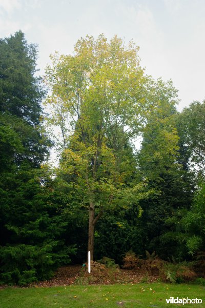 Suikeresdoorn