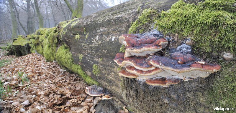 Houtzwam op oude beuk