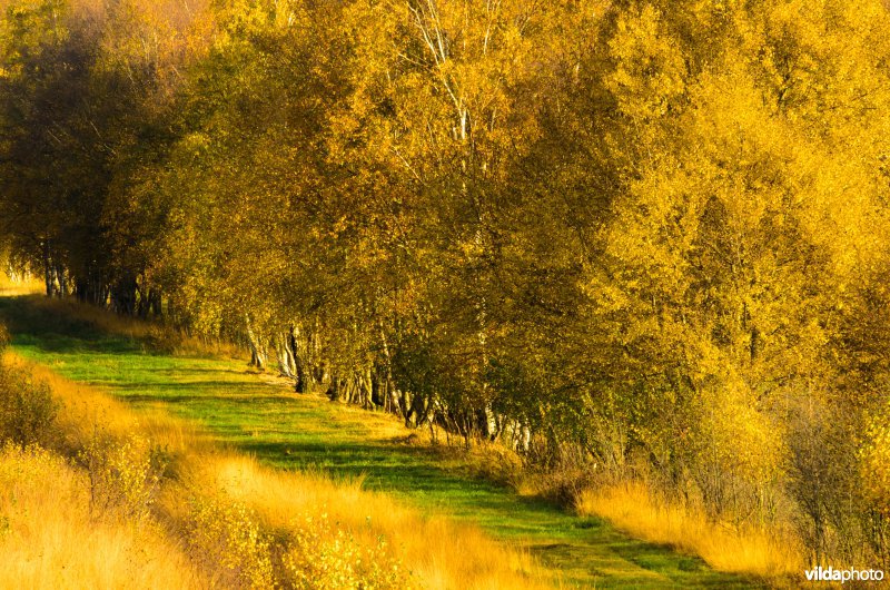 Vlammende herfstkleuren