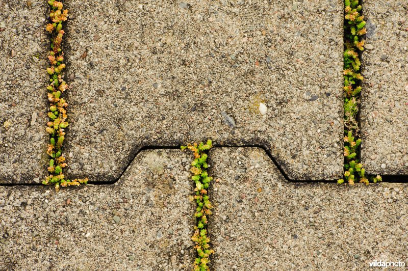 Muurpeper tussen straatstenen