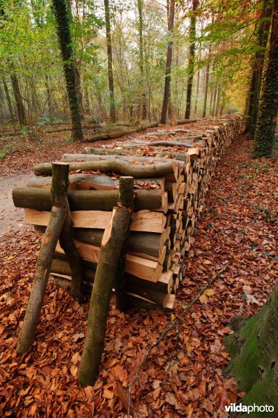 Opgetast hout in een beukenbos