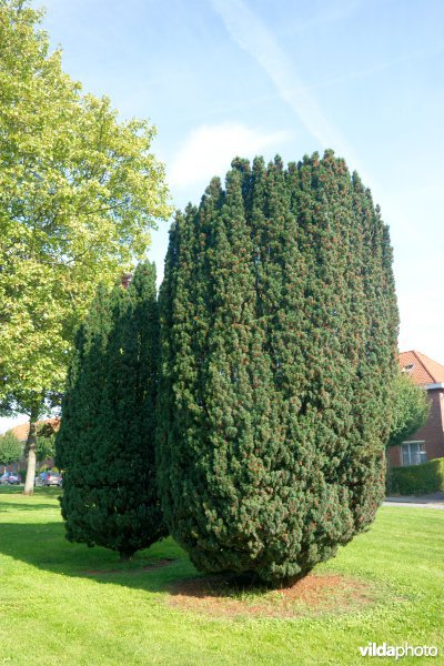 Taxus baccata Fastigiata