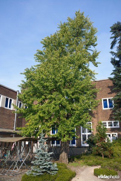 Ginkgo