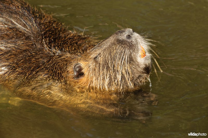 Beverrat met gele tanden