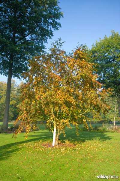Elsbladige lijsterbes