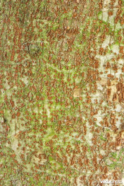 Japanse zelkova