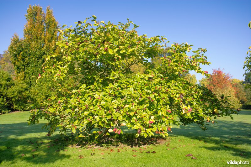 Magnolia denudata