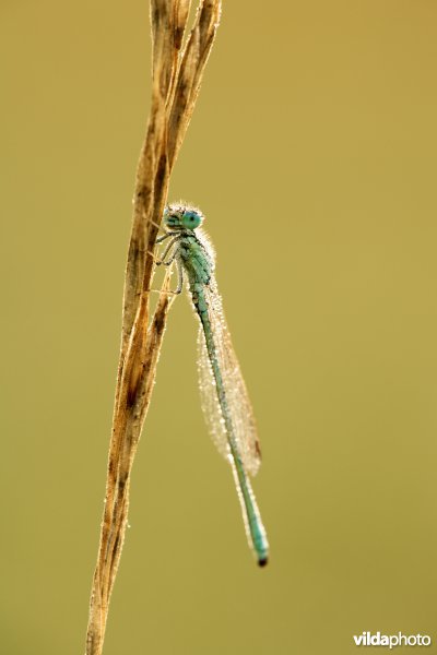 Gaffelwaterjuffer
