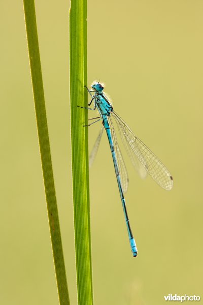 Azuurwaterjuffer