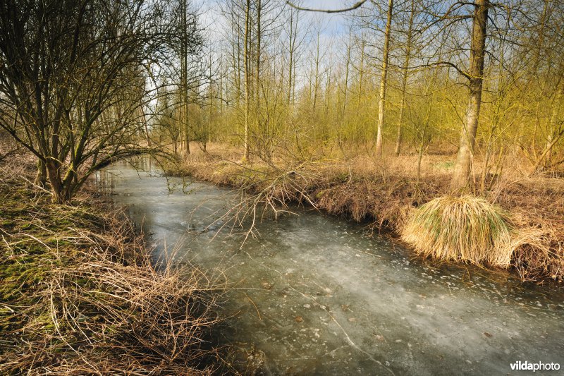 Scheldepolders Zwijn in Kastel