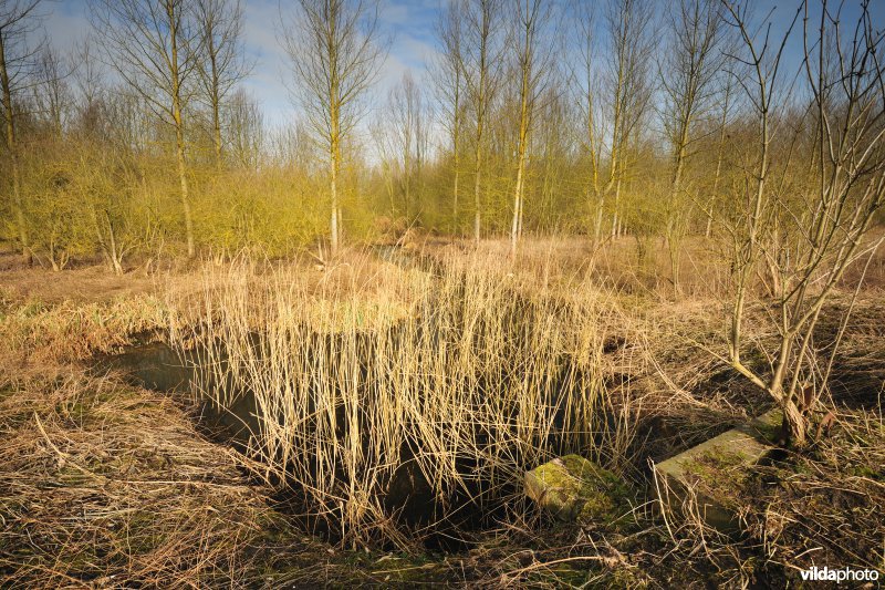 Scheldepolders Zwijn in Kastel