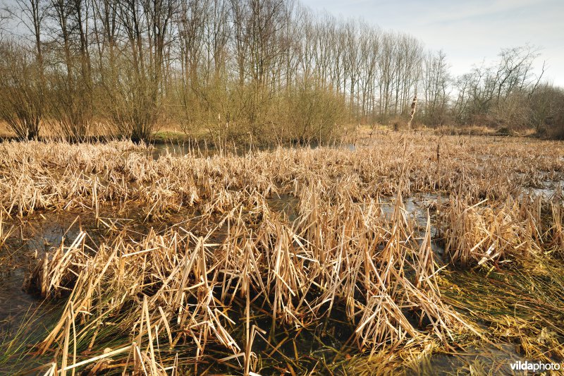 Vallei van de Grote Nete