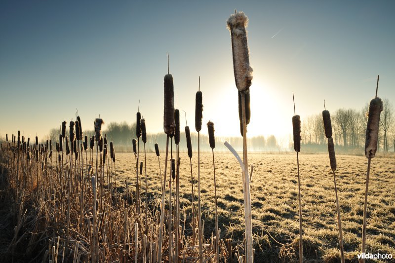 Weijmeerbroek