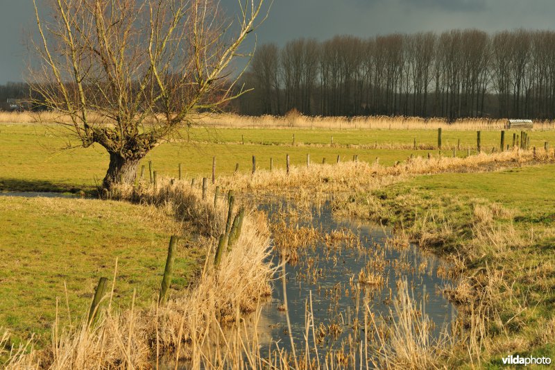 Vingelinkbeekvallei in de Kalkense meersen