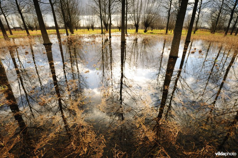 Verzopen populierenbos in de Kalkense meersen