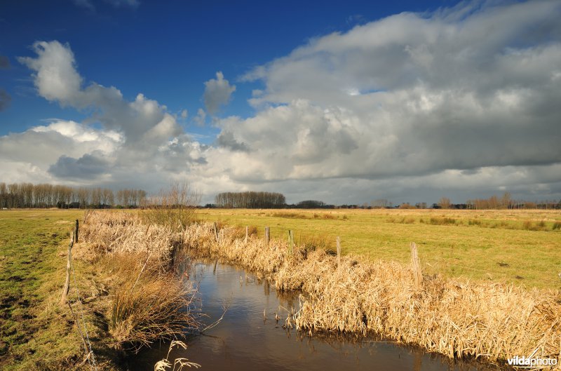 Belham in de Kalkense meersen