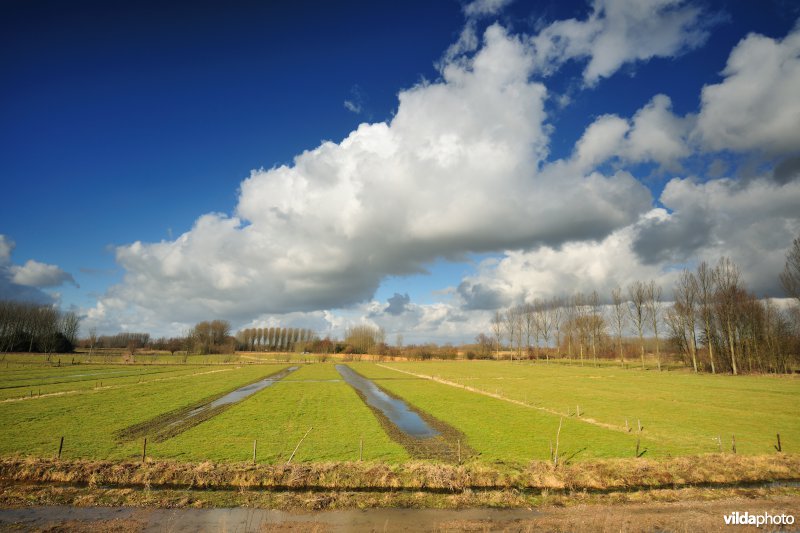 Springels in de Kalkense Meersen