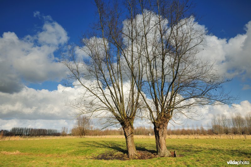 Springels in de Kalkense Meersen