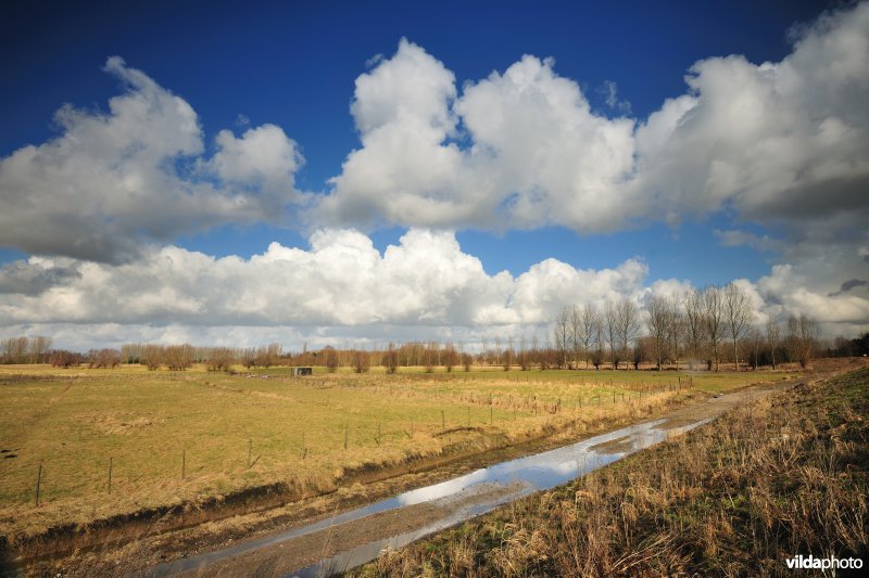 Springels in de Kalkense Meersen