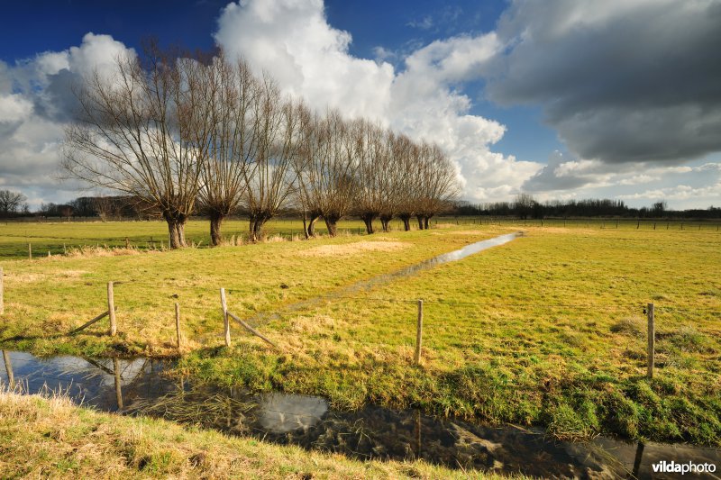 Aard in de Kalkense Meersen