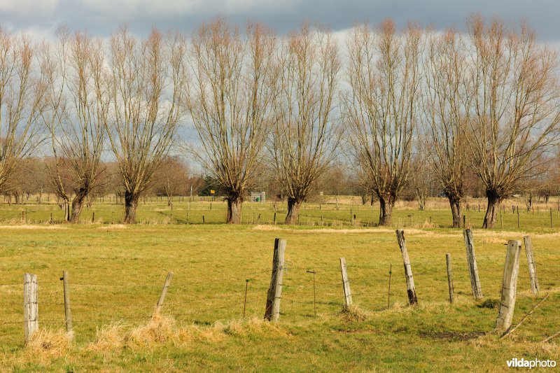 Aard in de Kalkense Meersen
