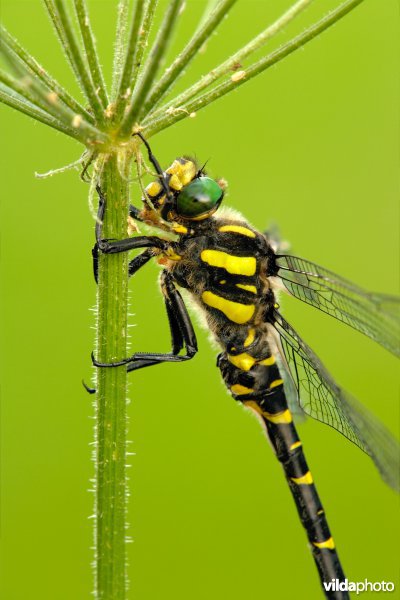Zuidelijke bronlibel