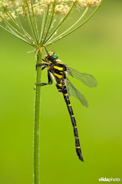 Zuidelijke bronlibel