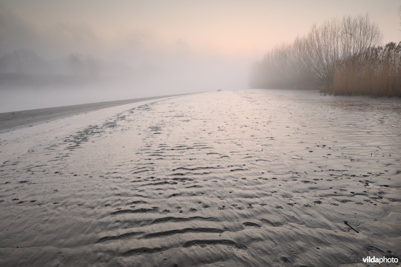 Schor bij de Bergenmeersen