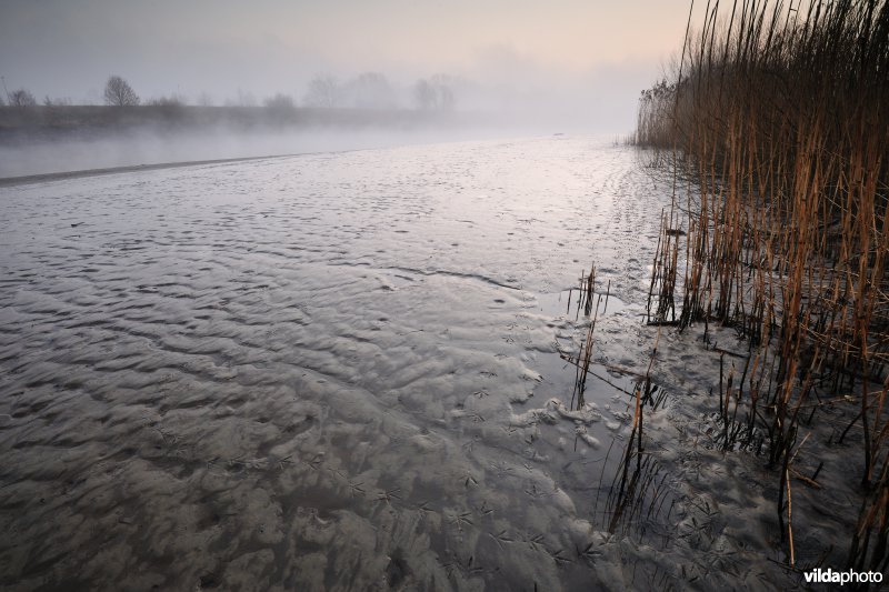 Schor bij de Bergenmeersen