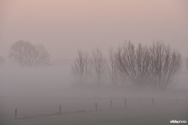 Bergenmeersen