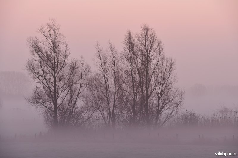 Bergenmeersen