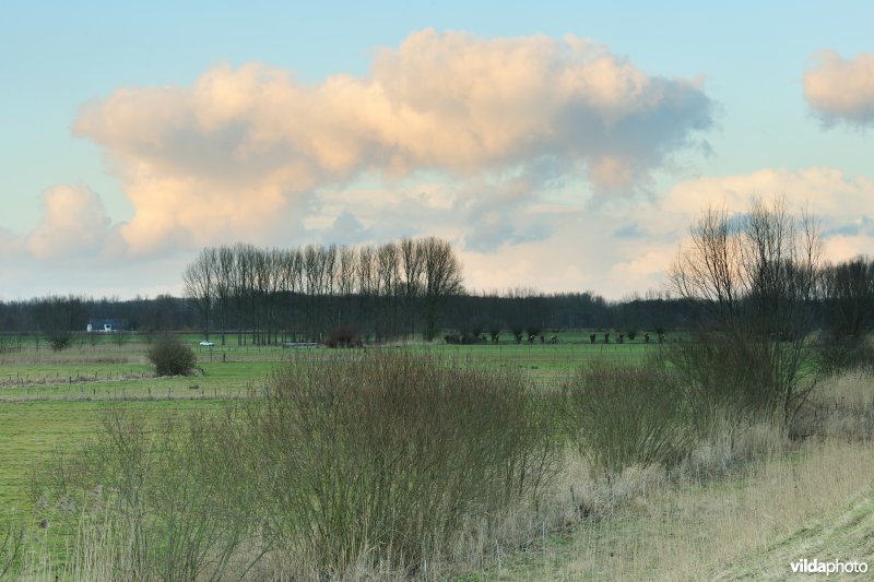 Bergenmeersen