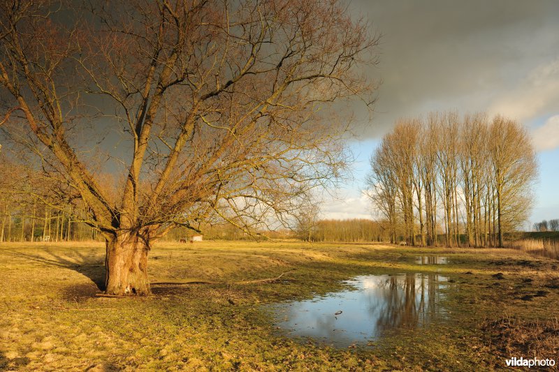 Wijmeers