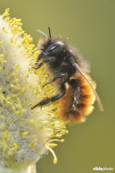 Gehoornde metselbij op wilgenkatje