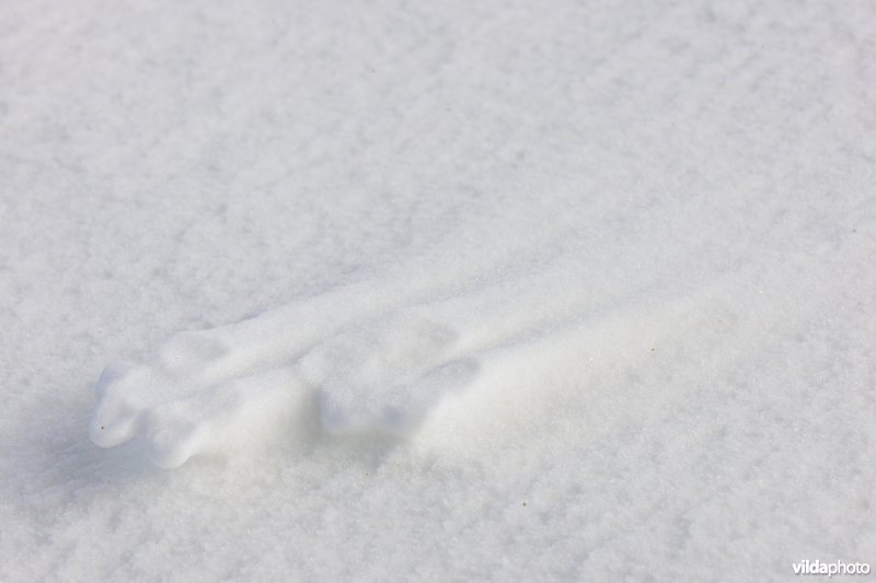 Pootafdrukken van Vos