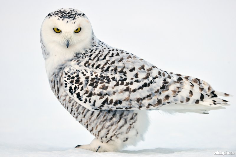 Portret van Sneeuwuil