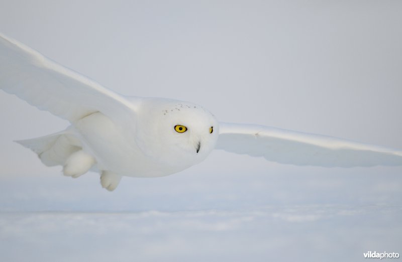 Sneeuwuil komt aangevlogen