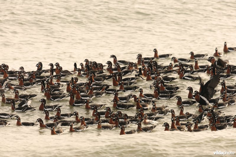 Wassende Roodhalsganzen in de Zwarte Zee