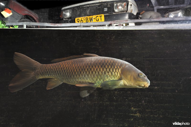 Karper in een gracht