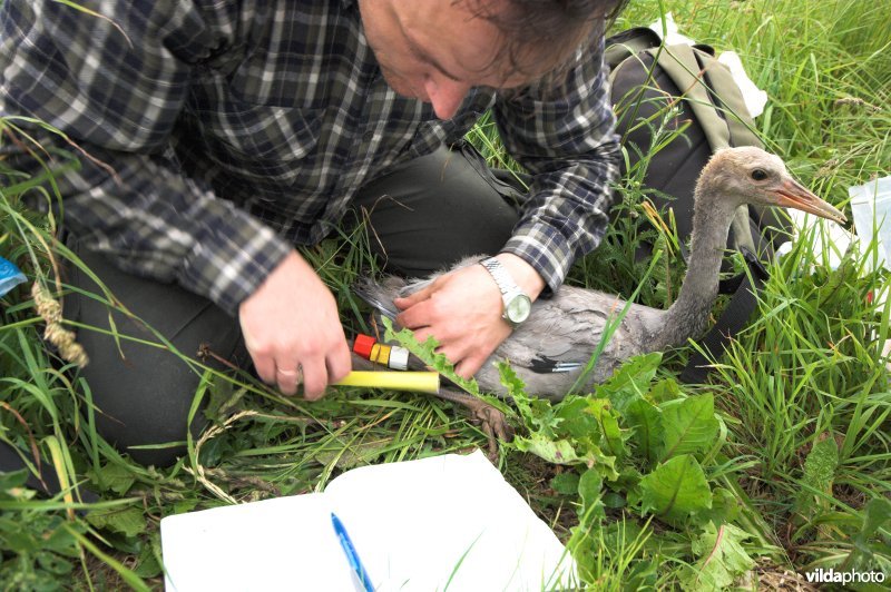 Tibia van Kraanvogel wordt opgemeten