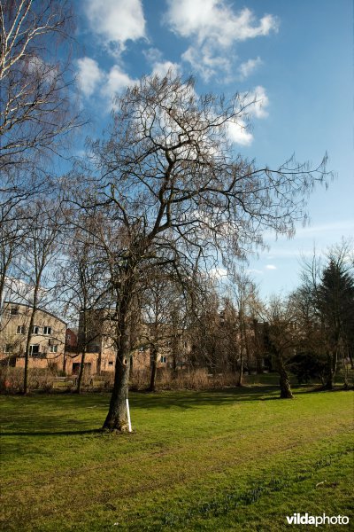 Trompetboom