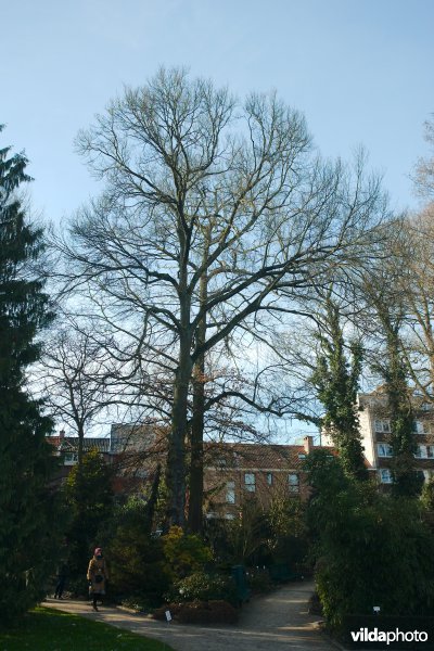 Ruwe iep