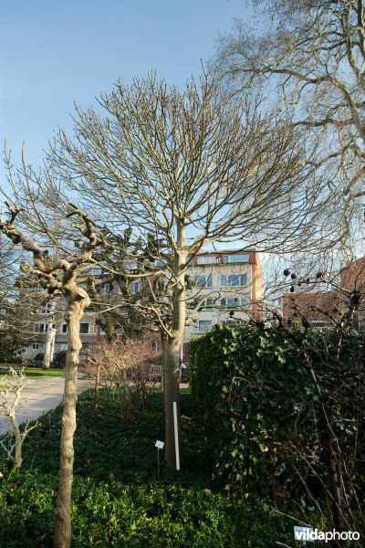 Fraxinus excelsior nana